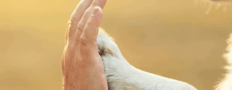 What Happens When Pets Become a Problem?